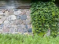 Exterior barn stone wall covered with green ivy