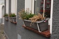 Exterior of beautiful apartment building with flowers on windowsills