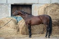 Exterior of beautiful bay Trakehner stallion against hay stacks