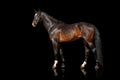 Exterior beautiful horse. Isolate on black background Royalty Free Stock Photo