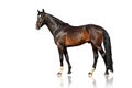 Exterior beautiful horse. Isolate on white background