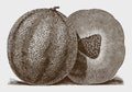 Exterior and cross section view of a muskmelon, lying on the ground