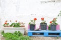 Exterior decoration of flowers and pots in greek style Royalty Free Stock Photo