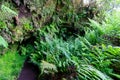 exterior of the frei Matias cave, lava cone, Pico island, Azores archipelago.