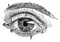 Exterior of Left Human Eye, vintage illustration