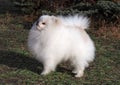 Exterior of Pomeranian Spitz