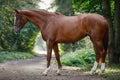 Young chestnut trakehner mare horse with white line on face and white legs