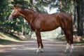 Young chestnut trakehner mare horse with white line on face and white legs