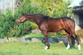 Exterior of sportive warmblood horse posing in nice place