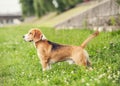 Exterior standing beagle