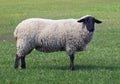 Exterior of suffolk sheep Royalty Free Stock Photo