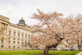 Exterior view of the Library of Congress with cherry tree blossom Royalty Free Stock Photo