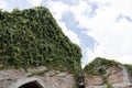 Exterior view of old brick facade Gothic Church covered by green ivy with blue sky and cloud