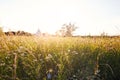 Exterior View Of Teepee Tent On Camp Site Pitched In Field Of Wild Flowers With No People