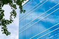 Exterior view of typical blue glass facade of generic modern office building. Green tree leaves. Sky reflection Royalty Free Stock Photo