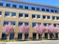 Exterior view of a typical multi story office building with flowering pink cherry trees Royalty Free Stock Photo