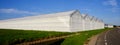 The exterior whitewashed greenhouse glass facade of commercial greenhouse next to road. the Netherlands Royalty Free Stock Photo
