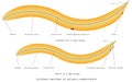 External anatomy of Ascaris Lumbricoides