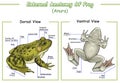 External anatomy of frog