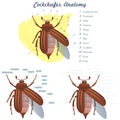 External Anatomy of an Maybug on white background illustration