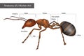 External Anatomy of a Worker Ant. Body structure