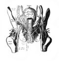 External auditory canal in the old book D`Anatomie Chirurgicale, by B. Anger, 1869, Paris