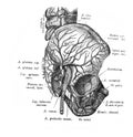 External auditory canal in the old book D`Anatomie Chirurgicale, by B. Anger, 1869, Paris