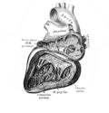External auditory canal in the old book D`Anatomie Chirurgicale, by B. Anger, 1869, Paris