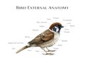 External bird anatomy study table. Watercolor illustration. Realistic detailed illustration. Bird external anatomy Royalty Free Stock Photo