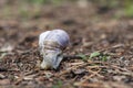 Gastropod molluscs. Snails are found all over the world