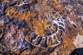 Extinct ammonites nautilus fossil of specimen embedded in stone structure Royalty Free Stock Photo