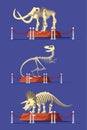 Extinct animals bones vector illustrations set