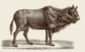 Extinct aurochs bos primigenius in side view
