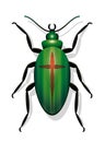 Extinct Beetle Symbol For Extinction Of Species