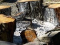 An extinct bonfire. Burnt logs Royalty Free Stock Photo