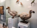 Extinct Dodo bird, Raphus cucullatus, photographed in London`s Museum of natural science