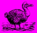 Extinct dodo raphus cucullatus standing in a landscape