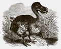 Extinct dodo raphus cucullatus standing near a water