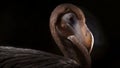 extinct flightless bird Dodo portrait