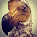 Extinct flightless bird Dodo specimen