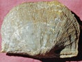 Extinct fossil brachiopod Atrypa rerticularis.