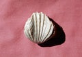 Extinct fossil Brachiopod Rhynchonella uta. Royalty Free Stock Photo