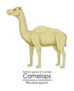 Extinct genus of camel Camelops