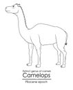 Camelops from Pliocene epoch Royalty Free Stock Photo