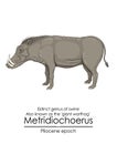 warthog Metridiochoerus