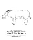 Extinct genus of swine Metridiochoerus