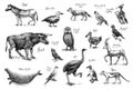 Extinct species. Wild mammal animals and birds. Dodo, Moa, Tasmanian wolf, Quagga. Aurochs. Blue antelope. Hand drawn