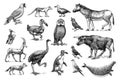 Extinct species. Wild mammal animals and birds. Dodo, Moa, Tasmanian wolf, Quagga. Aurochs. Blue antelope. Hand drawn