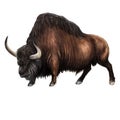 Extinct Steppe bison