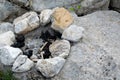 Extinct stone campfire place. Traveling, adventure activity Royalty Free Stock Photo